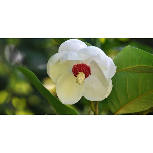 Magnolia sieboldii Nyáron virágzó liliomfa