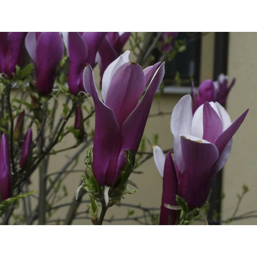 Magnolia sp. (imp.) - Liliomfa