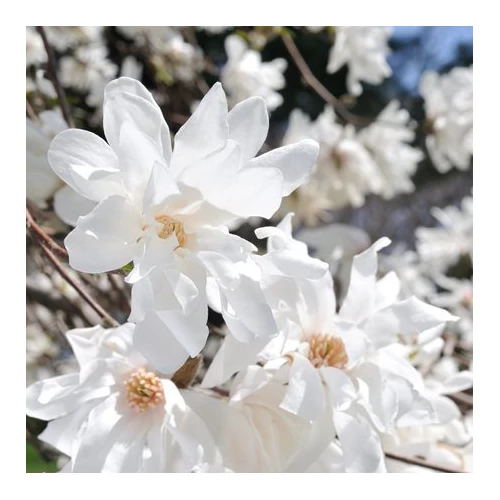 Magnolia stellata Fehér csillagvirágú liliomfa