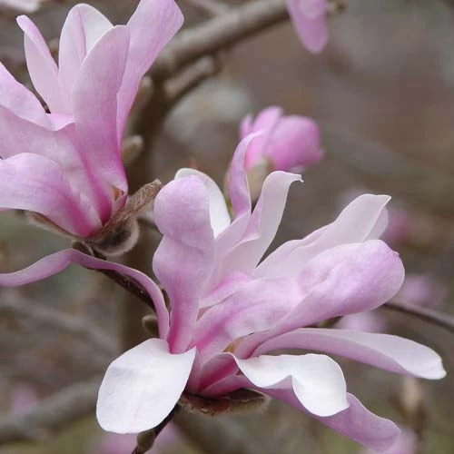 Magnolia x loebneri 'Merril' - Fehér virágú liliomfa