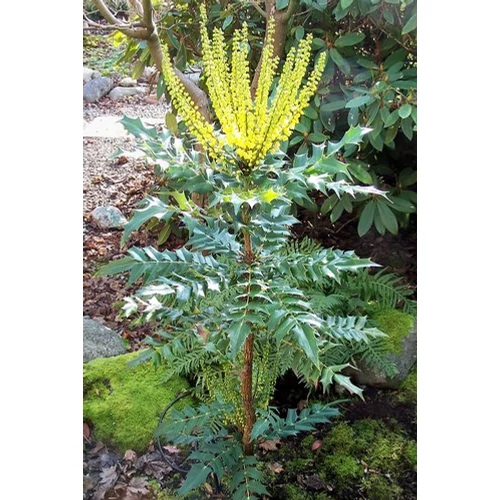 Mahonia 'Charity' Dúsvirágú cserjés mahónia