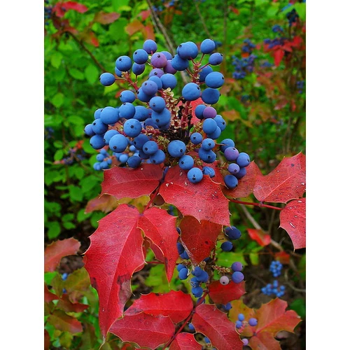 Mahonia aquifolium  - Közönséges mahónia