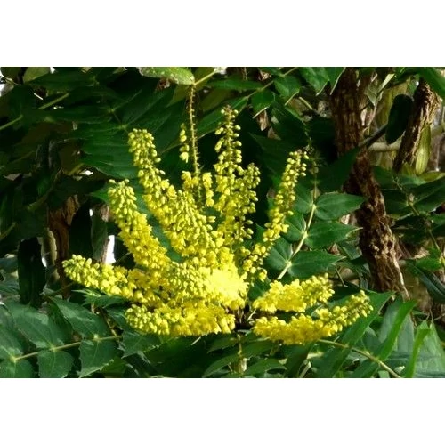 Mahonia media 'Charity' - Dúsvirágú cserjés mahónia