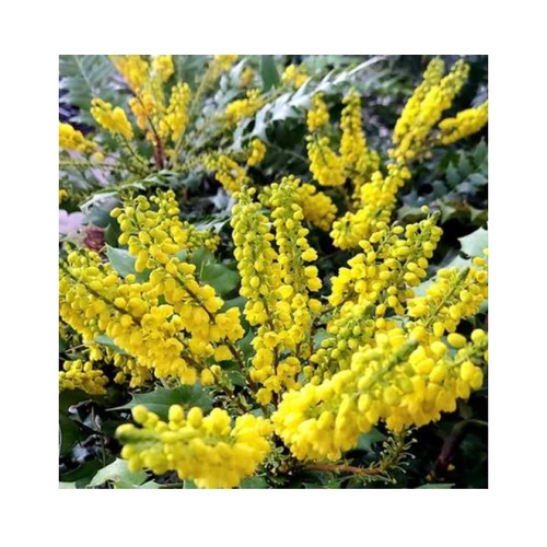 Mahonia media 'Winter Sun' - Dúsvirágú cserjés mahónia