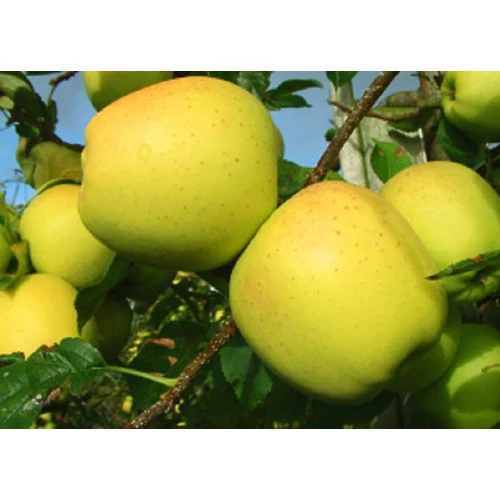 Malus domestica 'Golden Delicious clone B'
