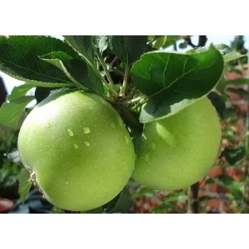 Malus domestica 'Granny Smith'