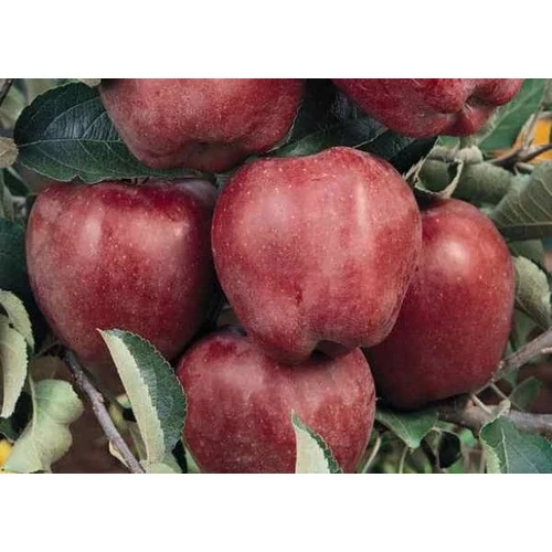 Malus domestica 'Starking Nm. 251'