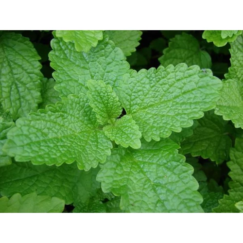 Melissa officinalis (Citromfű)