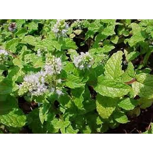 Mentha sp. Kentucky colonel