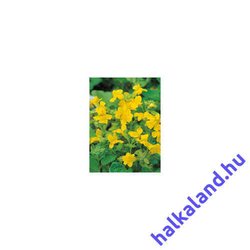Mimulus luteus Sárga Bohócvirág kerti tavi növény