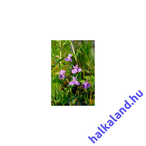 Mimulus ringens Lila bohócvirág kerti tavi növény