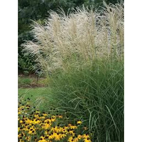 Miscanthus sinensis 'Graziella' - Molnárpántlika