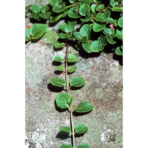 Mitchella repens (Indiánszőlő)