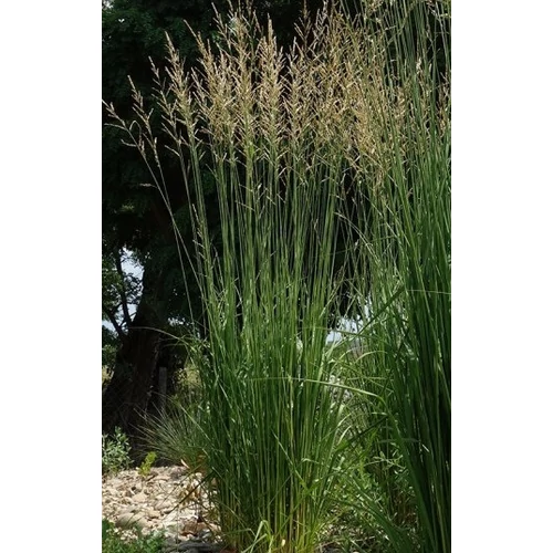 Molinia caerulea subsp. arundinacea 'Fontäne' (Nyugati kékperje)