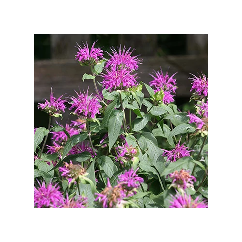Monarda bradburiana (Méhbalzsam)