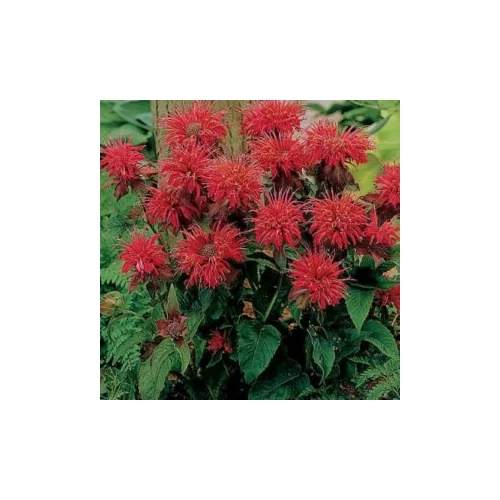 Monarda didyma 'Baby Spice' (Vörös méhbalzsam)