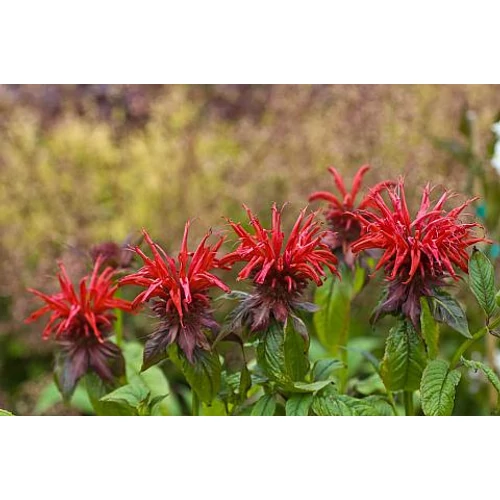 Monarda didyma 'Jacob Cline' (Vörös méhbalzsam)