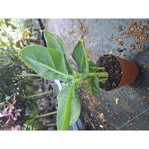 Musa tropicana