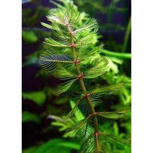 Myriophyllum Spicatum Süllőhínár kerti tavi növény