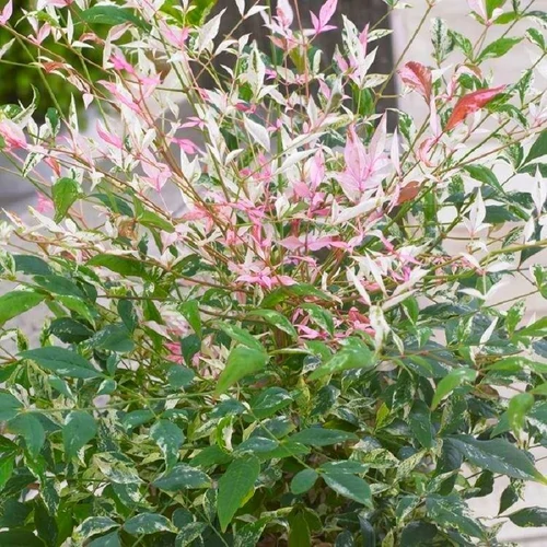 Nandina domestica 'Twilight' Japán szentfa