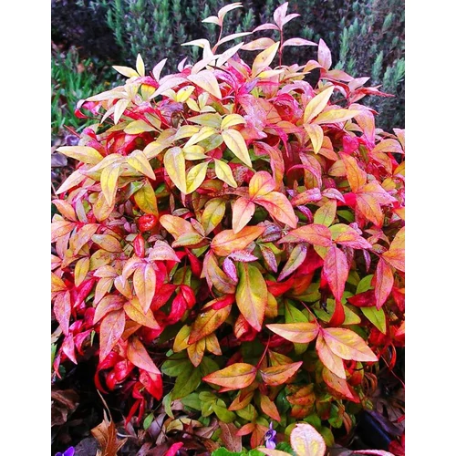 Nandina domestica 'Fire Power' - Törpe japán szentfa