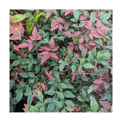 Nandina domestica 'Flirt' - 
