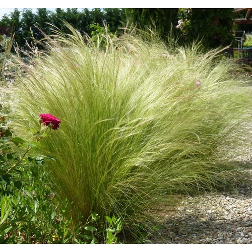 Nassella tenuissima 'Pony Tails'  (Mexikói árvalányhaj)