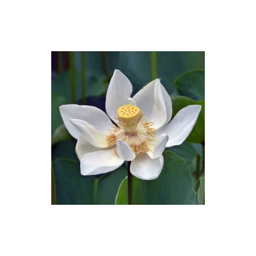 Nelumbo rizóma 2 db - Fehér Indiai Lótusz - kerti tavi növény