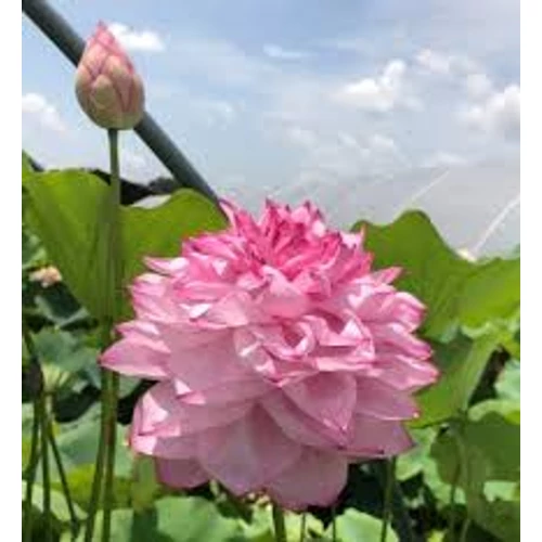 Nelumbo 1000 Petals in Yiliang