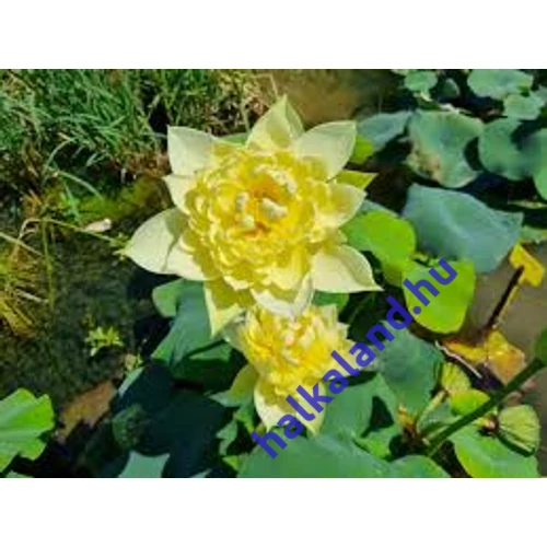 Nelumbo Authumn in Mooling