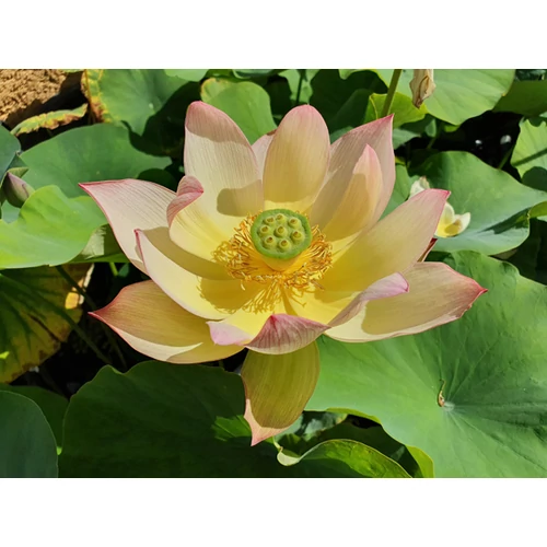 Nelumbo Colorful Brocade