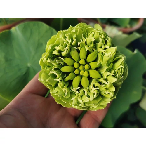 Nelumbo Gold And Jade Peony