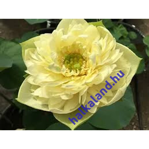 Nelumbo Gold Apple