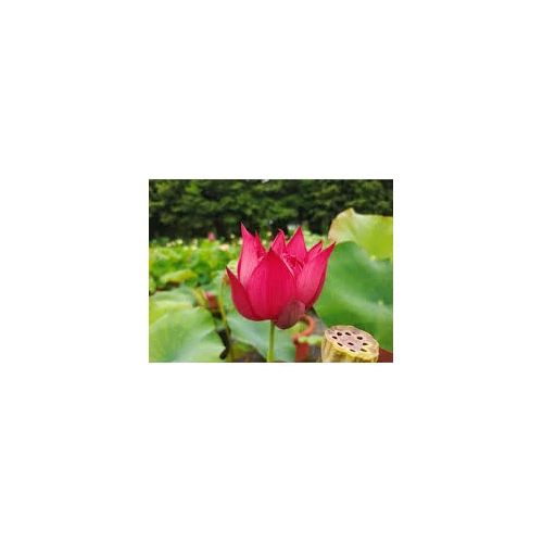 Nelumbo Jiao Ron Wan Lian
