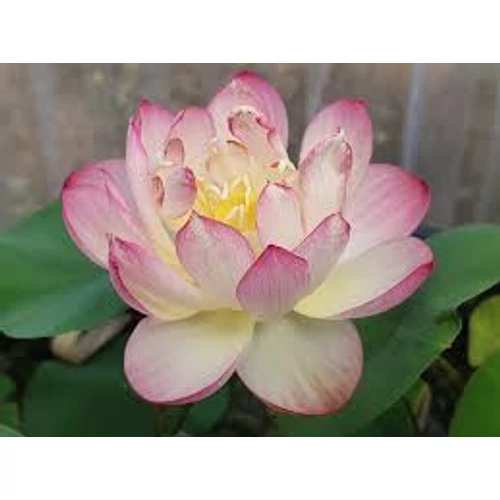 Nelumbo Little Pink in Nan Yue