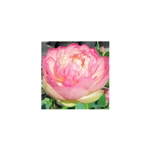 Nelumbo Mrs. Perry D. Slocum