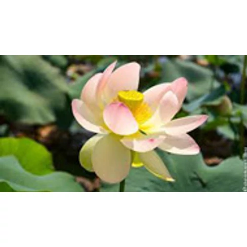 Nelumbo Nucifera Green Maiden lótusz