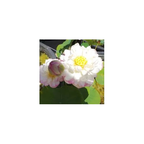 Nelumbo Phoenix Plum