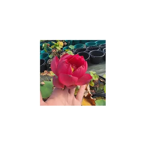 Nelumbo Torch of Nanjing