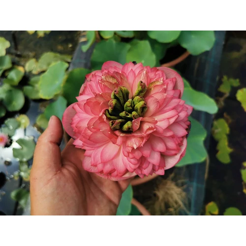 Nelumbo Tower of day and night