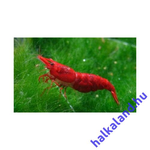 Neocaridina denticulata sinensis - Cseresznye garnéla