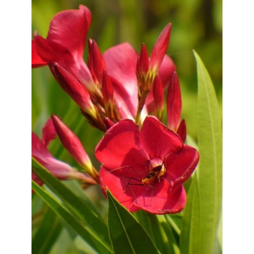 Nerium oleander Jannoch, élénk piros Leander 15cm-es cserépben