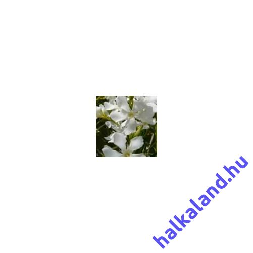 Nerium oleander Soeur Agnes, Fehér Leander 18 cm-es cserépben
