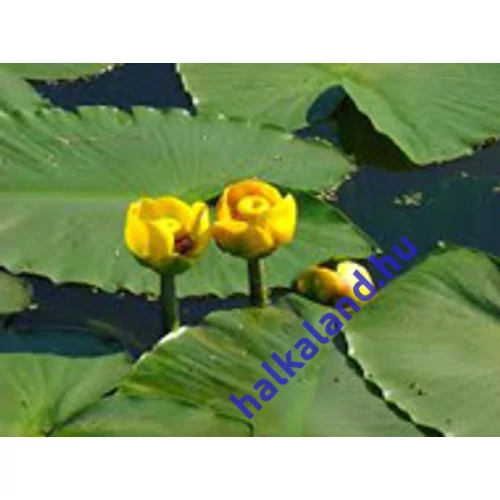 Nuphar Lutea Vizitök