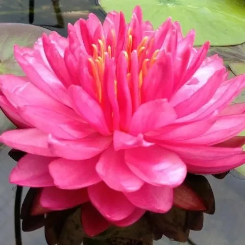 Nymphaea Fuchsia Pom Pom