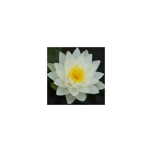 Nymphaea Perry's Double White