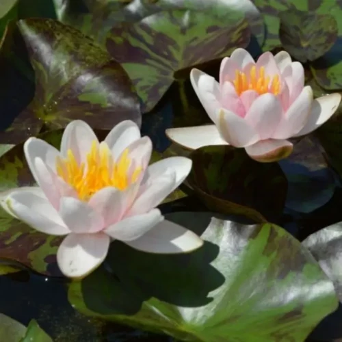 Nymphaea Shady Lady