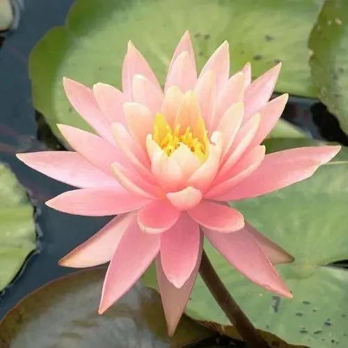 Nymphaea Sunny Pink