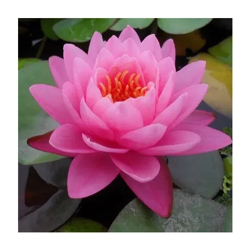 Nymphaea Supranee Pink