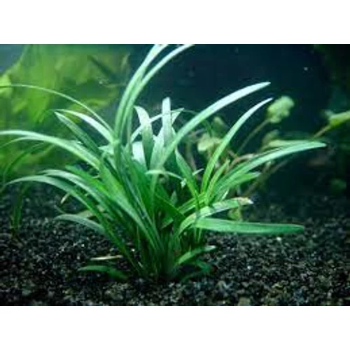 Ophiopogon japonicus - japán kígyószakáll